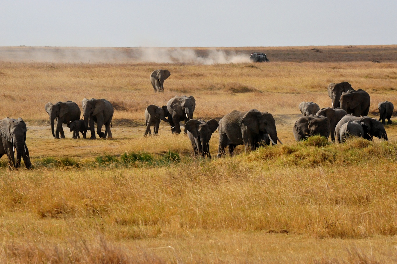 Elephant Safari