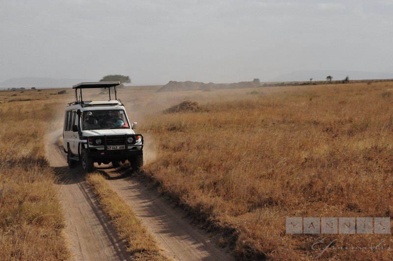 Tanzania • Safari